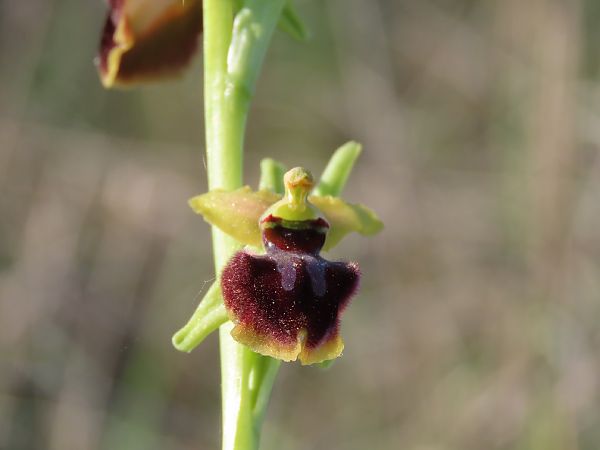 Ophrys sphegodes  - Marcel Arumí