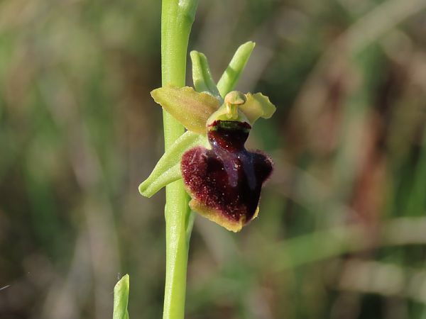Ophrys sphegodes  - Marcel Arumí