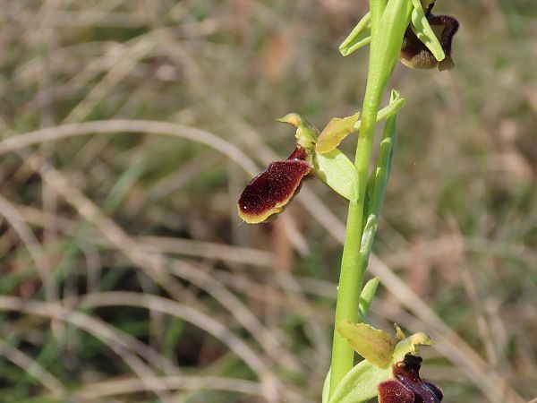 Ophrys sphegodes  - Marcel Arumí