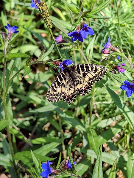 Zerynthia cassandra  - Alessandro Sacchetti