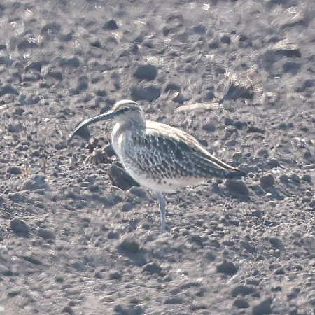 Courlis corlieu  - Mario Baldauf