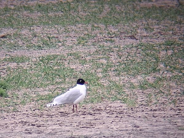 mewa czarnogłowa  - Wojciech Siuda
