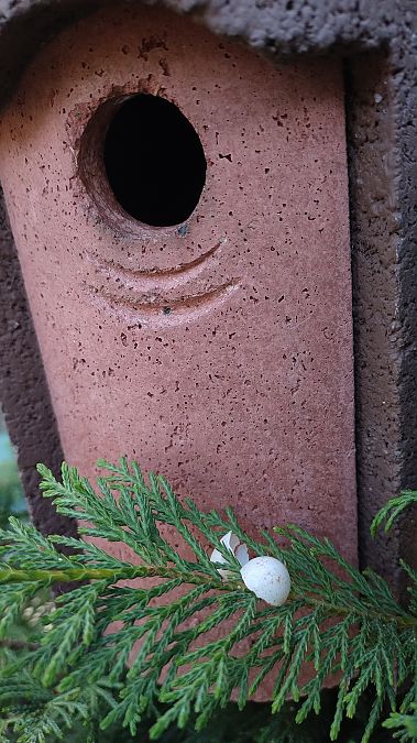 Cinciarella  - Battisti Andrea