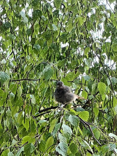 Buztangorri iluna  - Vanesa López Vázquez