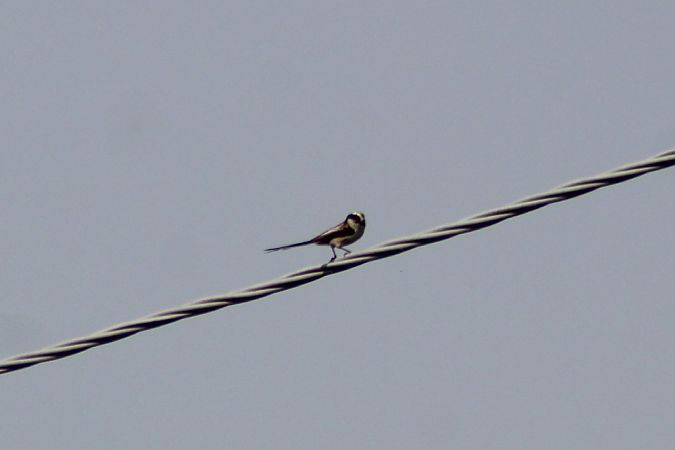 Codibugnolo  - Giulia Trentin