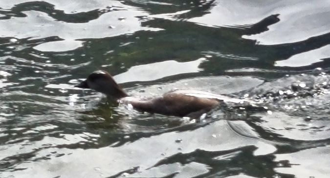 Fistione turco  - Johannes Freudenberger