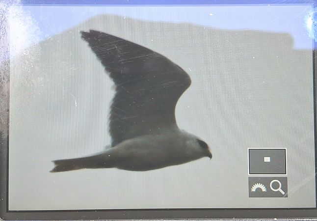 kaniuk  - Wojciech Siuda