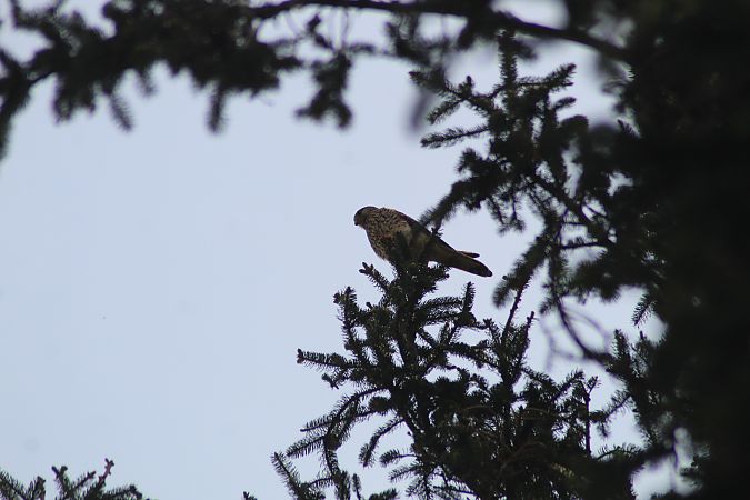 Gheppio  - Giulia Trentin