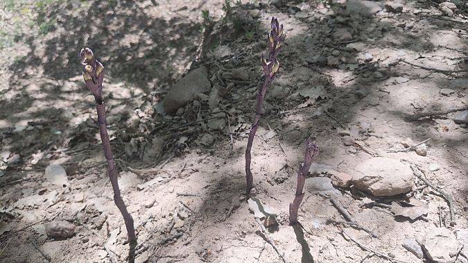 Limodorum abortivum  - Enric Bringués