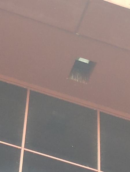 Rondone maggiore  - Andrea Galassini