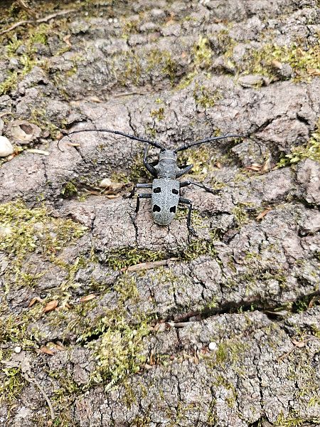 Morimus asper funereus  - Elisa de Belli (FVG)