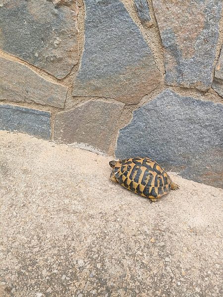 Tortuga mediterrània  - Marc Peris Miras