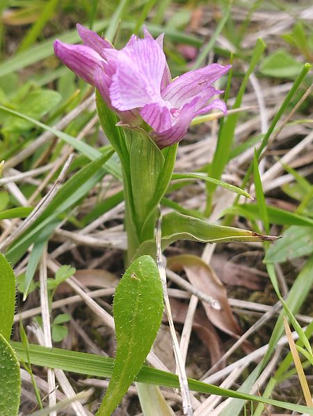 Anacamptis papilionacea var. expansa  - Gérard Joseph