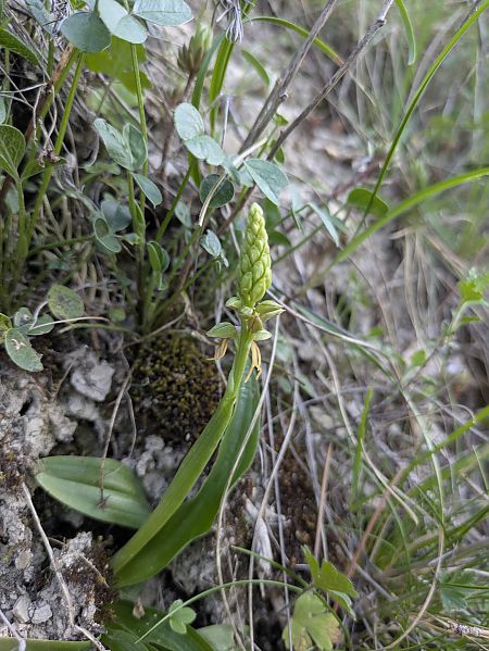 Aceras anthropophorum  - Oriane Arnaud