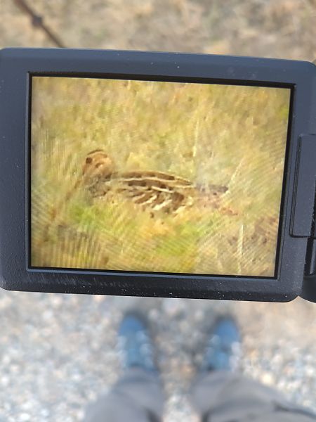 Croccolone  - Simone Bocca