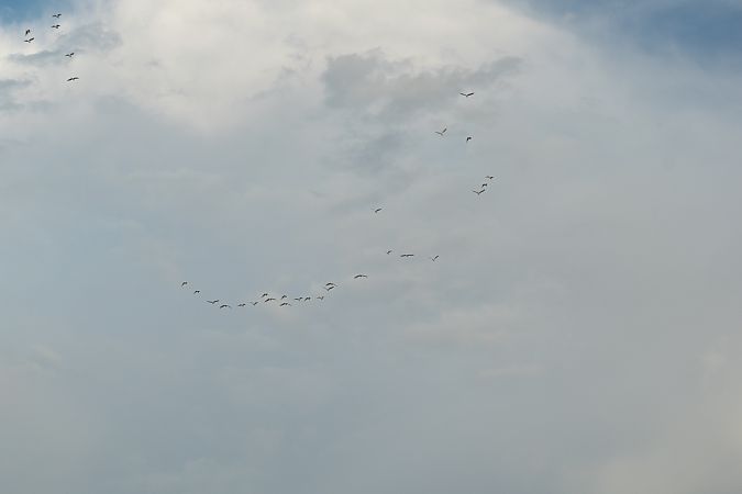 Esplugabous  - Alex Gamiz