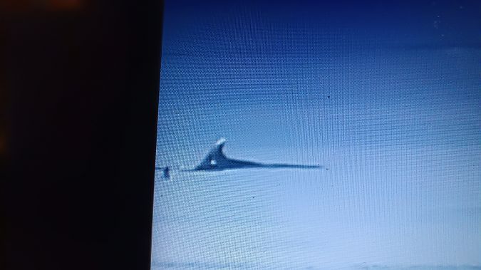 Cetaceo indet.  - Daniele Zanutto