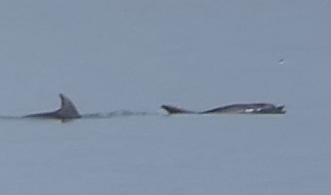 Cetaceo indet.  - Daniele Zanutto