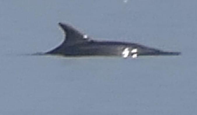 Cetaceo indet.  - Daniele Zanutto