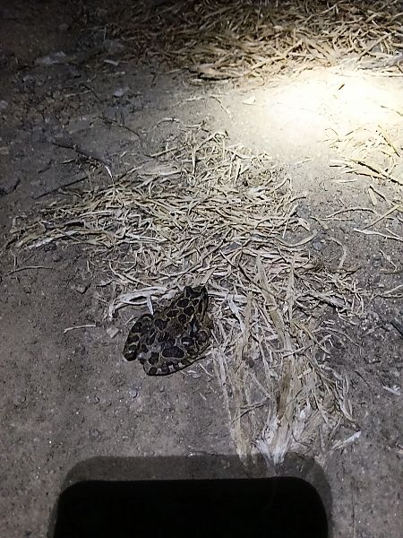 Granota pintada  - Iago Pérez_novo