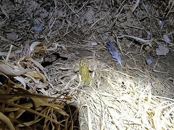 Gripau corredor  - Iago Pérez_novo