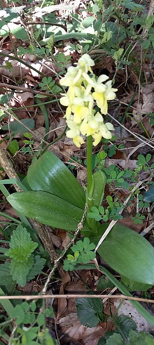 Orchis pallens  - Gerard Chassan