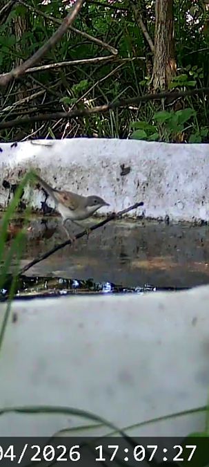 Sterpazzola  - Abramo Giusto