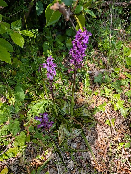 Orchis mascula  - Youenn Tanguy