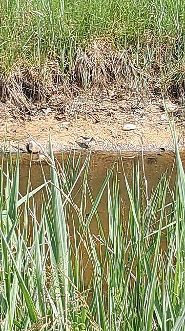 Piro-piro piccolo  - Luca Deflorian