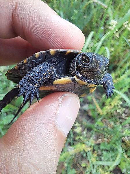 Testuggine palustre europea  - Luca Deflorian