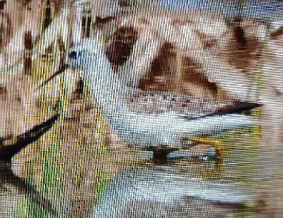 Albastrello  - Michelangelo Lamera