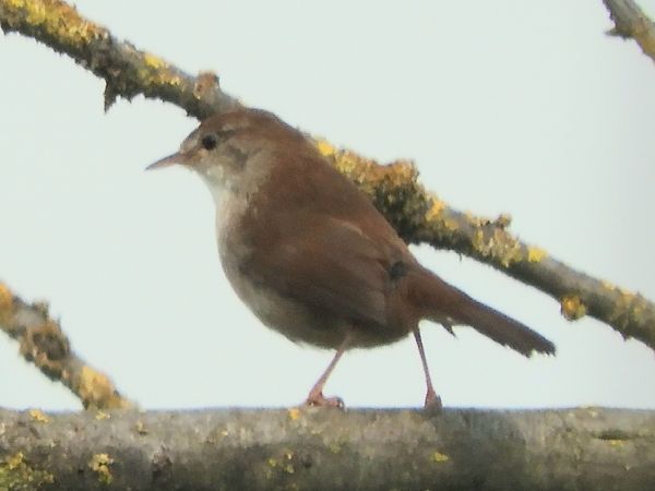 Usignolo di fiume  - Massimo Tassinari