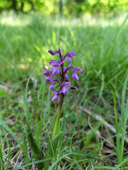 Anacamptis morio  - Oriane Arnaud