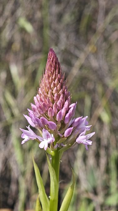 Anacamptis pyramidalis  - Alain Bultez