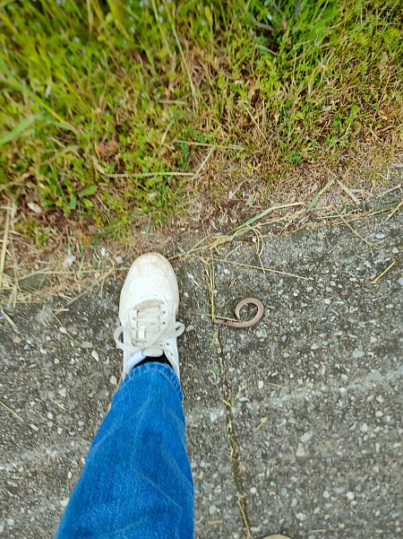 Orbettino (tutte le specie)  - Tiziano Fiorenza (FVG)