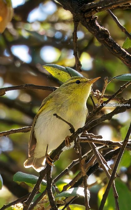 Mosquiter xiulaire  - Jose Molis