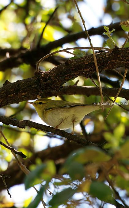 Mosquiter xiulaire  - Jose Molis