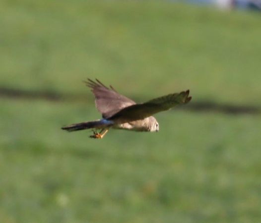 Busard pâle  - Sabine Pichler