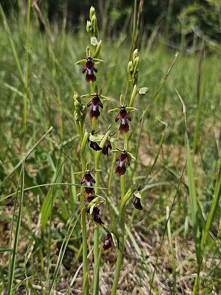 Ophrys insectifera  - Nina Scheibel