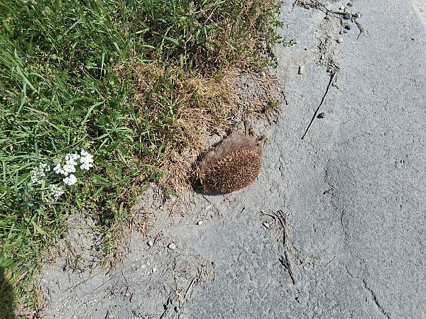 Triku arrunta  - Eraztun Berdeko Basozainak Guardas Anillo Verde