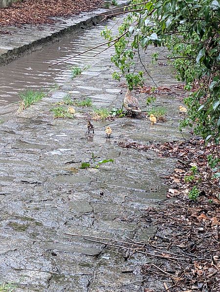 Stockente  - Robert Pach