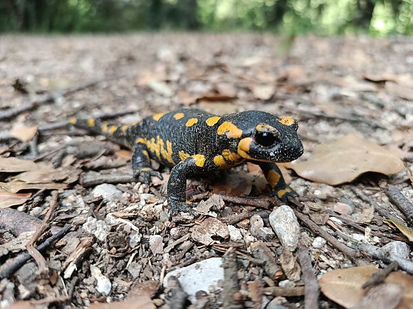 Salamandra comuna  - Andreu Duclau