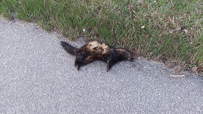 Ipurtats  - Azaitz Unanue