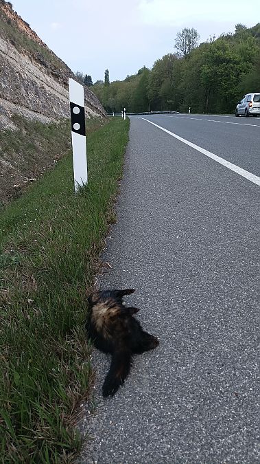 Ipurtats  - Azaitz Unanue