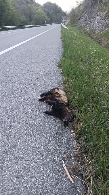 Ipurtats  - Azaitz Unanue