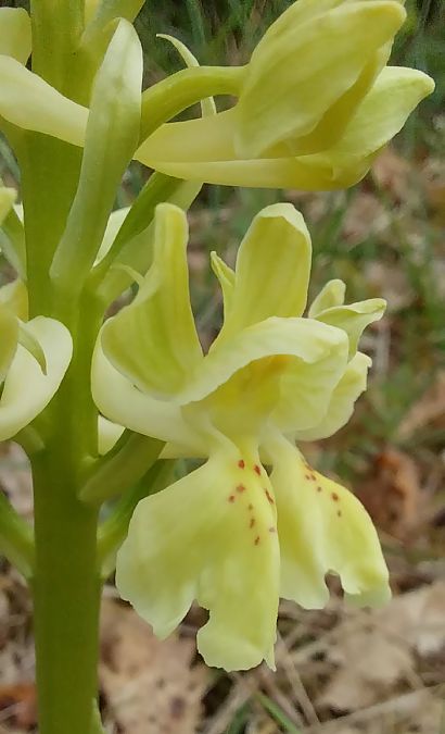 Orchis provincialis  - Pierre Defontaines