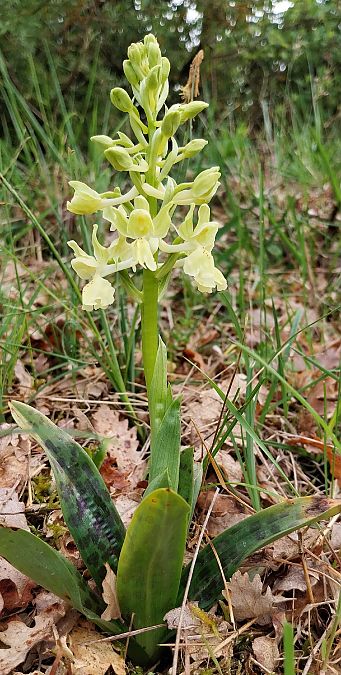 Orchis provincialis  - Pierre Defontaines