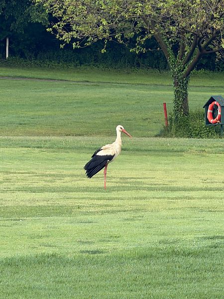 Cicogna bianca  - Marco Gobbini