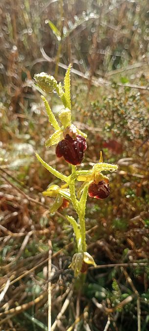 Ophrys passionis  - Jordi Erra Pagès