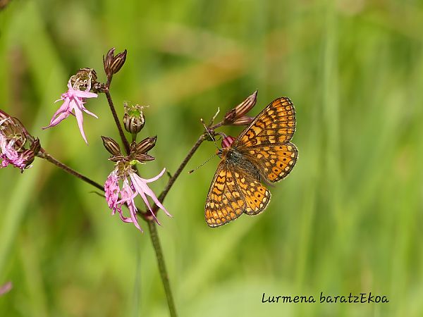 Euphydryas aurinia  - Mikel Etxegarai